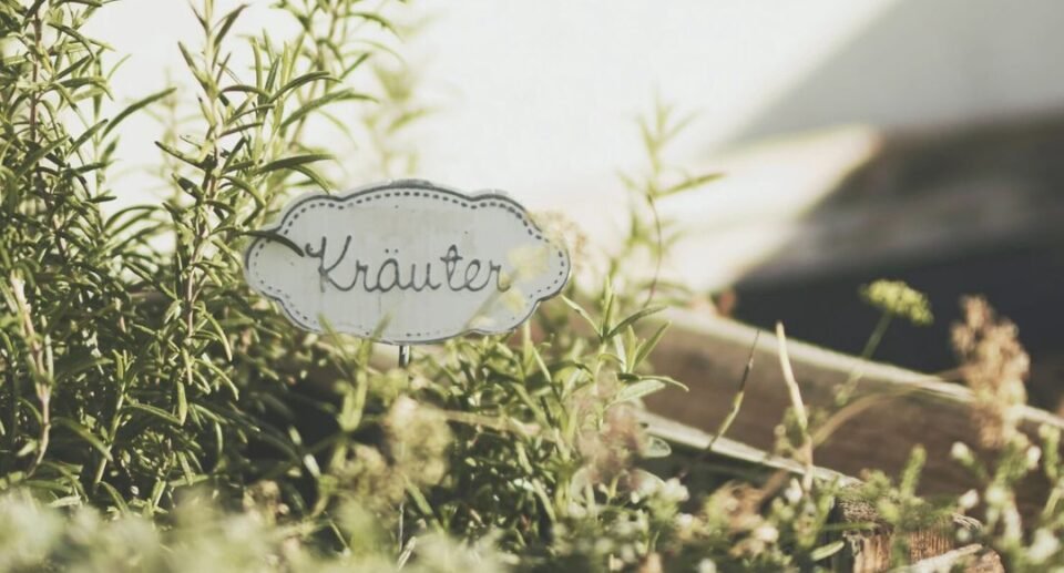 How to Grow Herbs in the City: A Beginner’s Guide to Indoor Gardening
