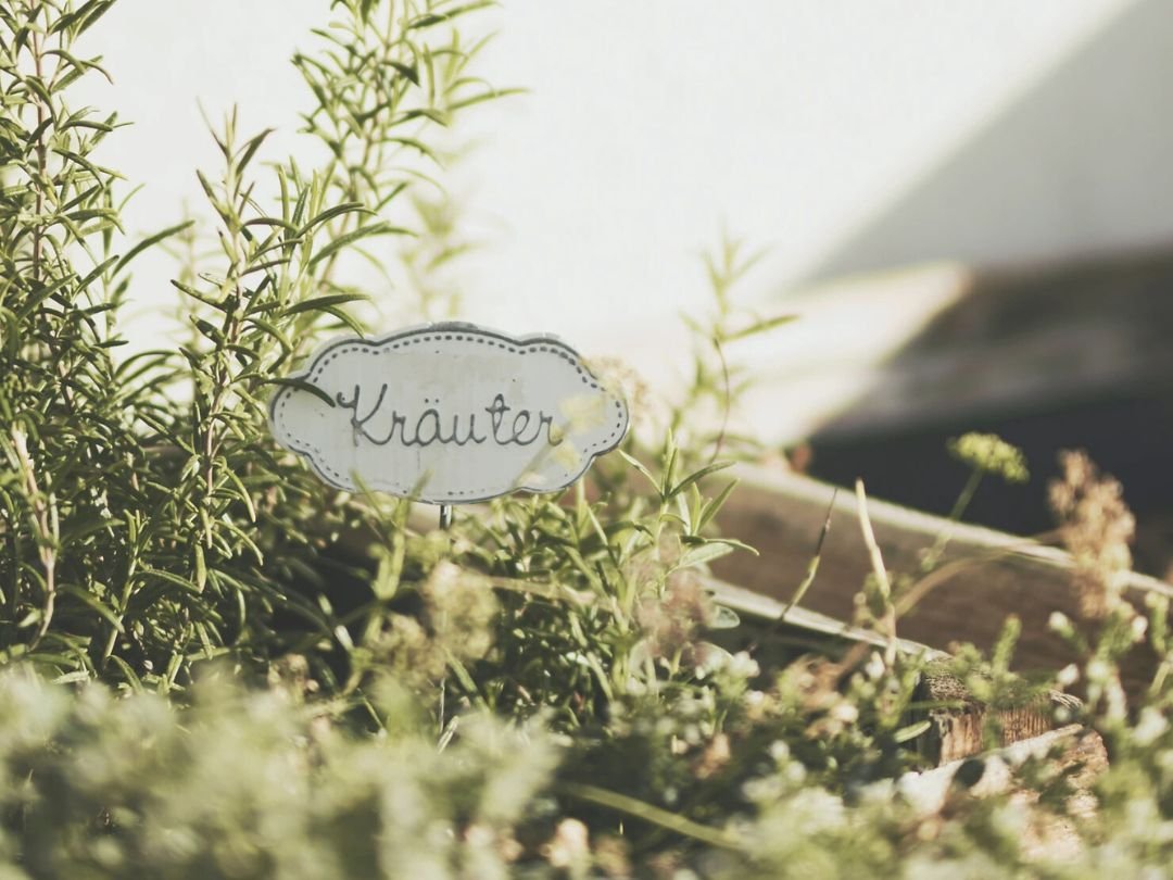 How to Grow Herbs in the City: A Beginner’s Guide to Indoor Gardening